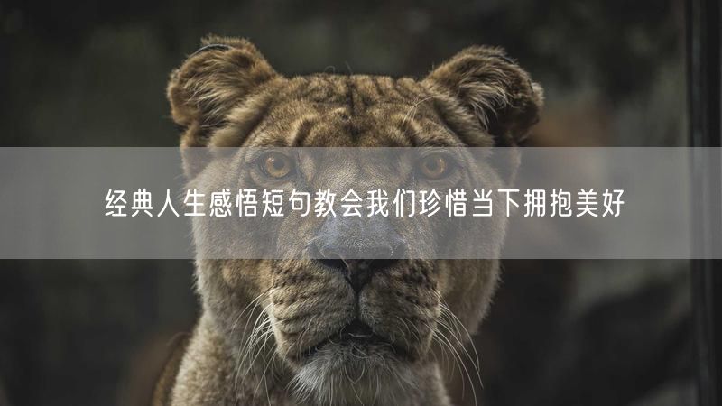 经典人生感悟短句教会我们珍惜当下拥抱美好